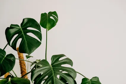 Monstera Deliciosa Care - Your Ultimate Guide to the Swiss Cheese Plant