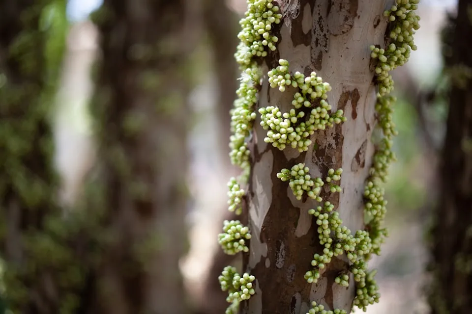 Jabuticaba