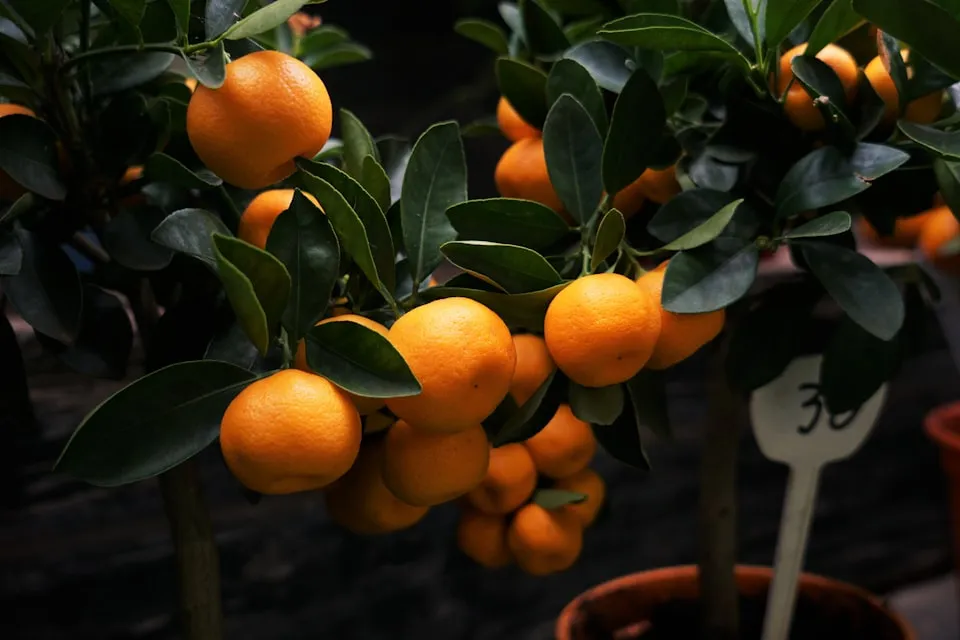 Dwarf Orange