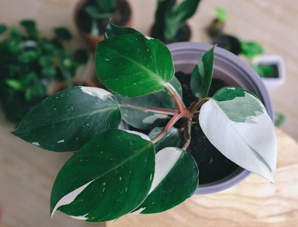 Philodendron Black Princess