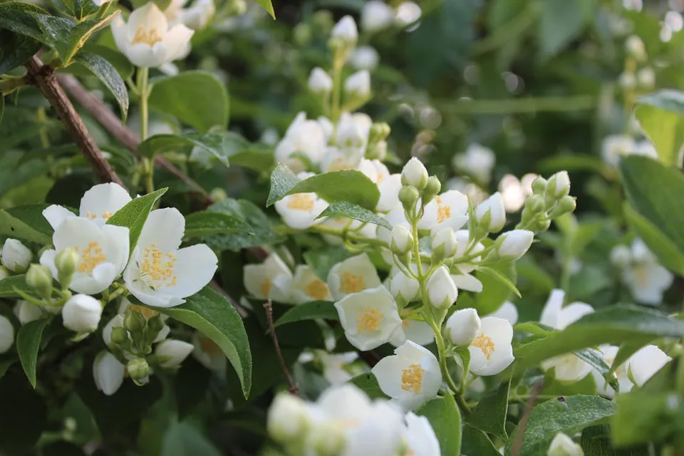 Jasmine Flower