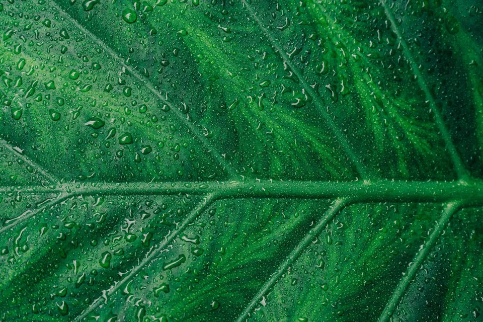 Leaf with water