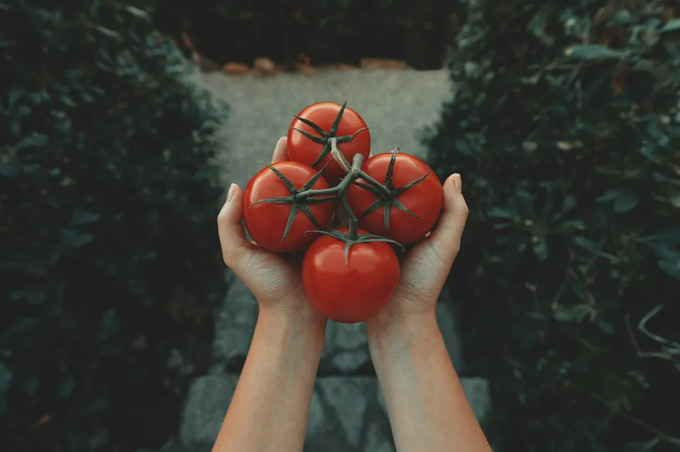 Hand holding four tomatoes