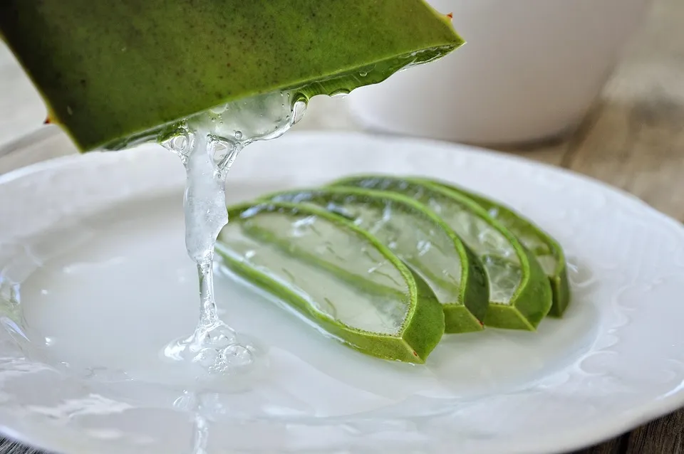 Cutted leaf of an aloe vera