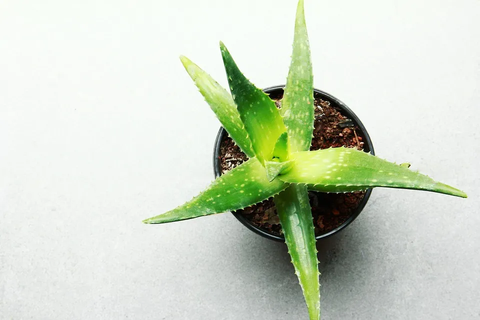 Small aloe vera in a pot