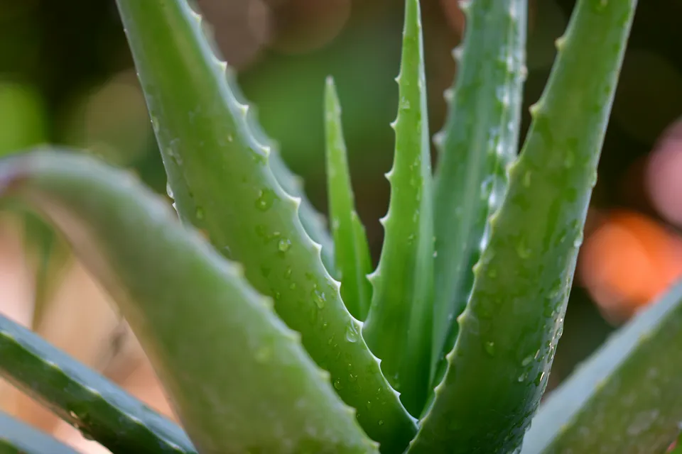 How to Grow Aloe Vera at Home and Harness Its Benefits