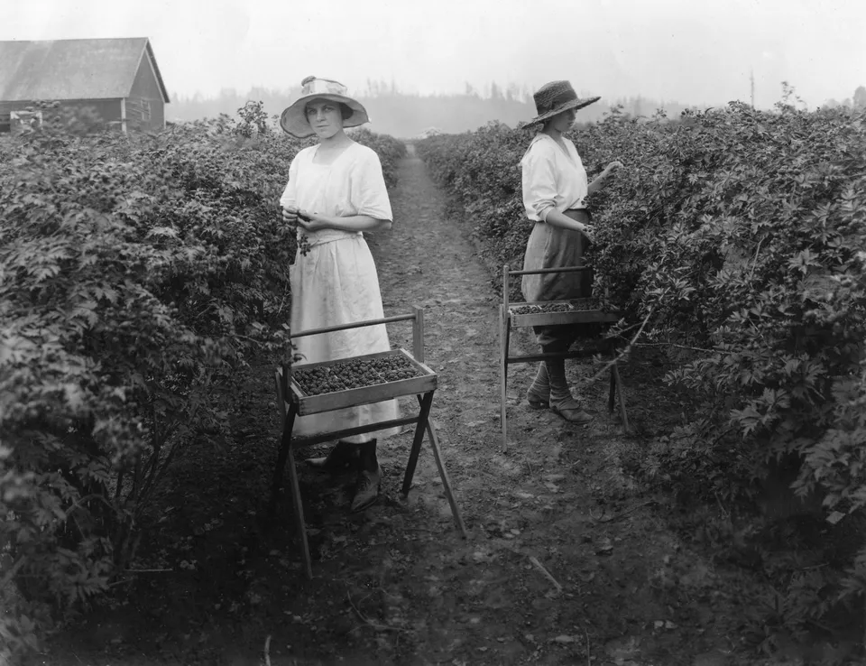 Vintagem picture of two women harvesting blackberries