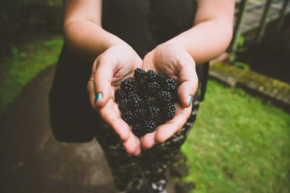 Hand holding blackberries