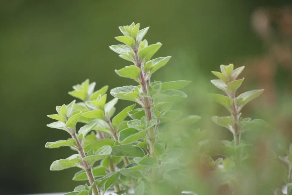 Grow Your Own Flavor: A Simple Guide to Planting Oregano at Home