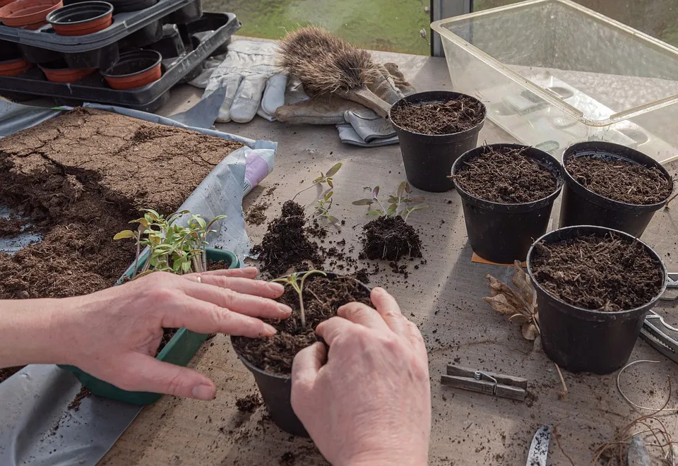 New Seedlings in a pot