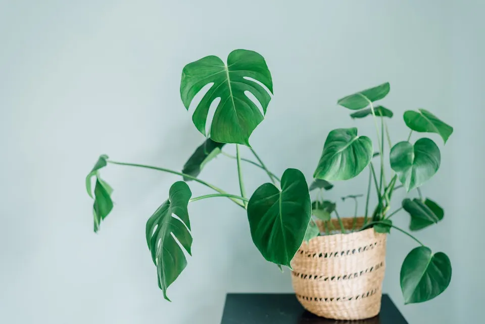 Monstera in a pot