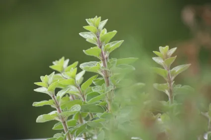 Grow Your Own Flavor: A Simple Guide to Planting Oregano at Home