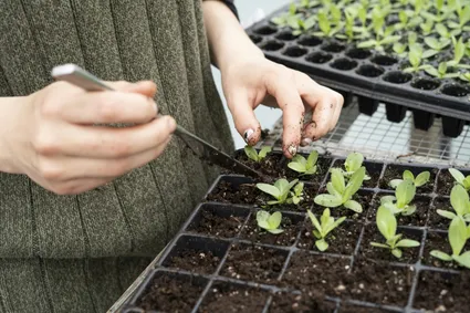 How to Properly Plant Seedlings - A Step-by-Step Guide for Healthy Growth