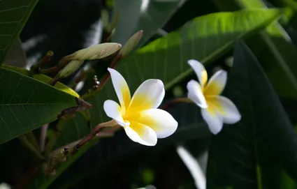 How to Grow Jasmine Indoors: Potting, Care, and Tips for Apartments