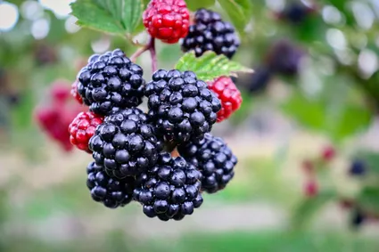How to Grow Blackberries - From Planting Cuttings to Abundant Harvests