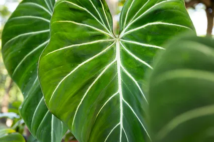 Easy Philodendron Propagation - Your Step-by-Step Guide to Multiplying Your Favorite Houseplants